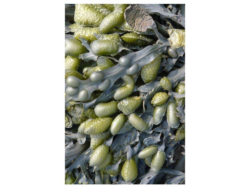 SEAWEED Rectangular rug