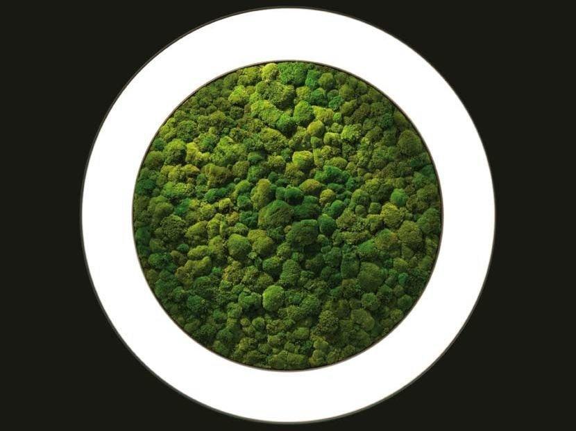 LUCE VERDE ANELLO Dried moss LED wall lamp